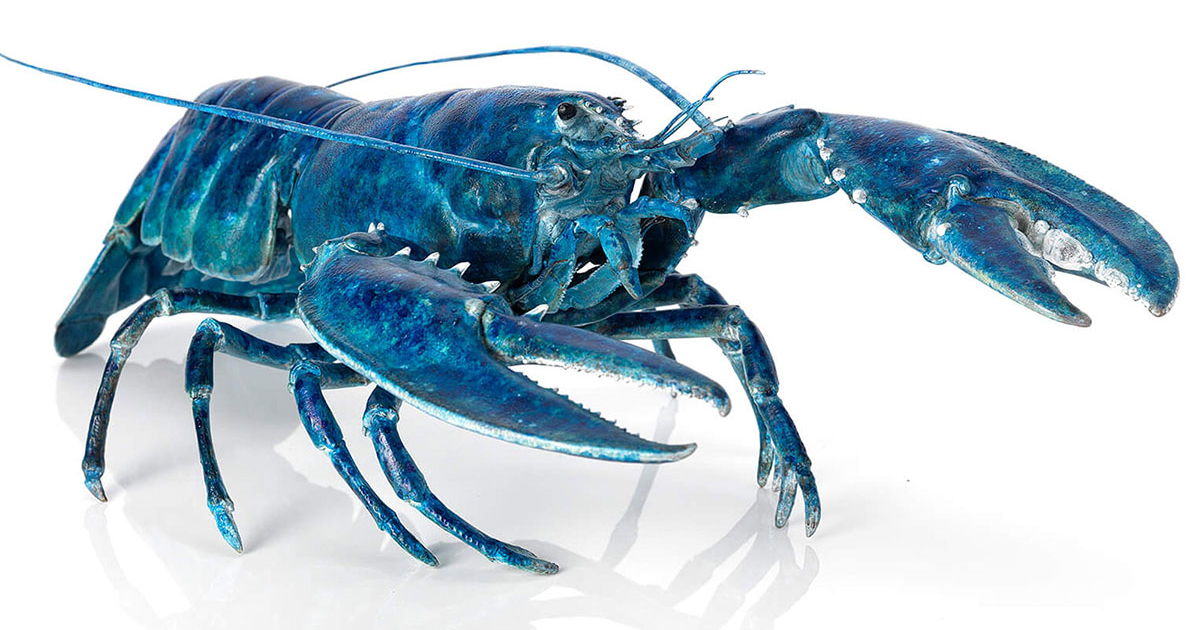 Bjorn Sjoling Blue lobster