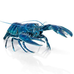 Bjorn Sjoling Blue lobster
